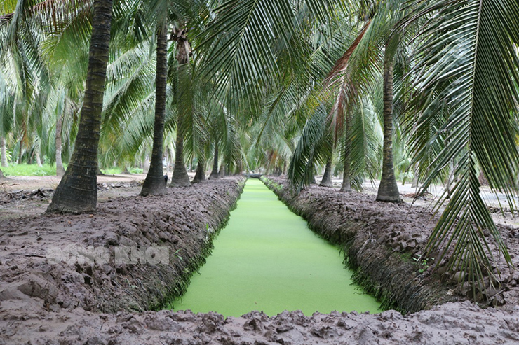 Bến Tre diện tích trồng dừa tăng lên hơn 77,2 ngàn ha. Ảnh: C. Trúc