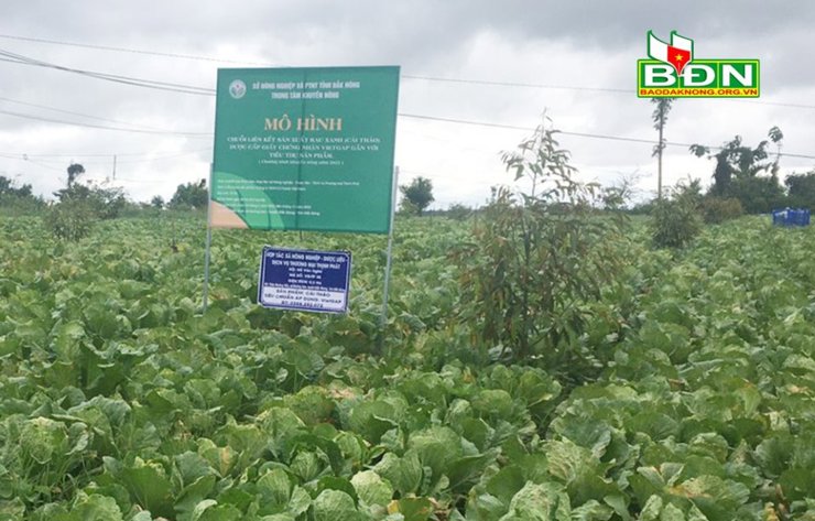Mô hình liên kết sản xuất, tiêu thụ cải thảo ở Quảng Sơn (Đắk Glong) mang lại hiệu quả cao. Ảnh: Kim Ngân