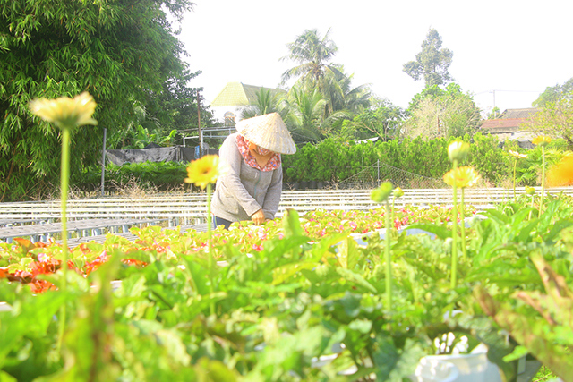 Hoa kiểng được xem là thế mạnh trong Đề án tái cơ cấu ngành nông nghiệp của tỉnh Đồng Tháp. Ảnh: Trang Huỳnh