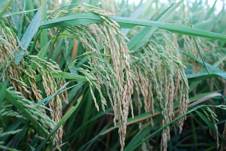 Giá lúa gạo hôm nay ổn định