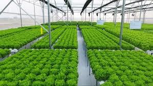 Một trong những nhiệm vụ của Đề án là đẩy mạnh truyền thông, nâng cao nhận thức của tổ chức, cá nhân về đổi mới phương thức kinh doanh tiêu thụ nông sản.