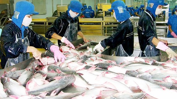 ASEAN là thị trường nhập khẩu cá tra Việt Nam lớn nhất hiện nay.