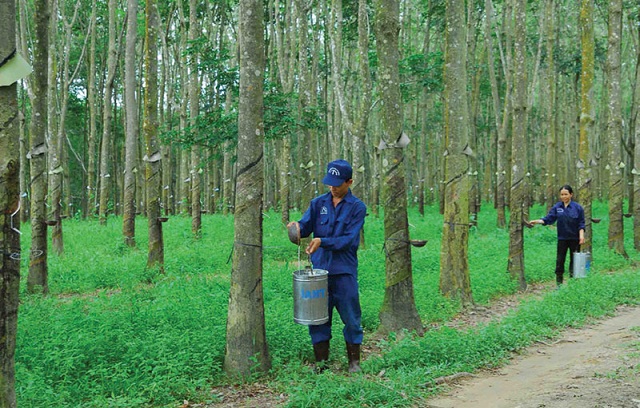 Sẽ có thêm 3 nhà máy chế biến cao su tại vùng miền núi phía Bắc.