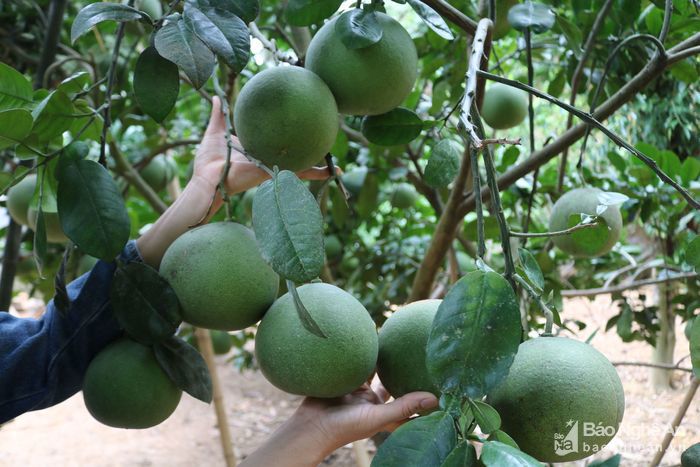 Nông dân Lạng Sơn thu nhập ổn định từ trồng bưởi Diễn.