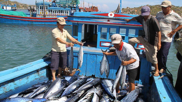 Nỗ lực triển khai các giải pháp gỡ 'thẻ vàng' đối với thủy sản Việt Nam.