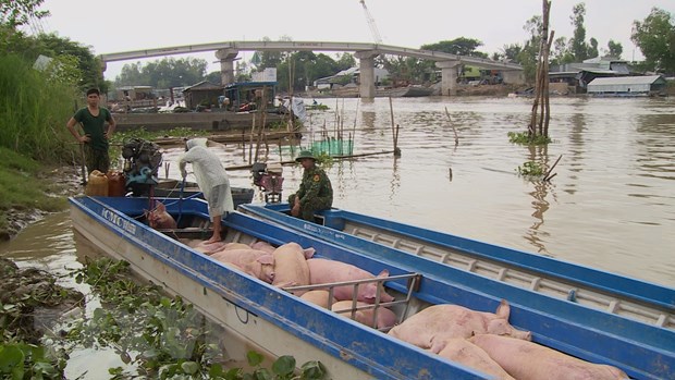 Một chiếc thuyền chở lợn nhập lậu từ Campuchia bị lực lượng chức năng bắt giữ ở An Giang, ngày 18/11. 