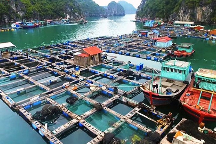 Nhiều mô hình nuôi thả thủy sản thân thiện với môi trường đang được triển khai trên cả nước. Ảnh: TL