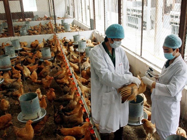 Theo Bộ Nông nghiệp và Phát triển nông thôn, vùng, cơ sở an toàn dịch bệnh động vật được ưu tiên tham gia các chương trình xúc tiến thương mại, quảng bá sản phẩm.