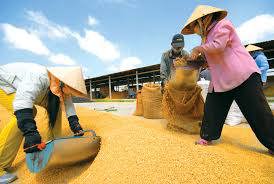 Giá lúa gạo tại các tỉnh Đồng bằng sông Cửu Long có xu hướng giảm nhẹ do thiếu vắng nhu cầu tiêu thụ mới