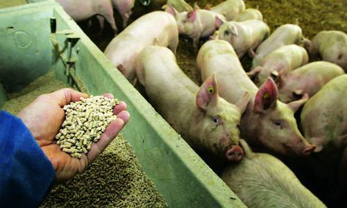 Đến 2020 sẽ chấm dứt thức ăn chăn nuôi có sử dụng kháng sinh nhằm mục đích phòng trừ bệnh. Nguồn: Internet