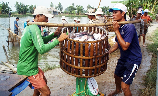 Năm 2018, xuất khẩu cá tra có thể đạt mức tăng trưởng đột phá, kim ngạch xuất khẩu chạm mốc 2 tỷ USD.