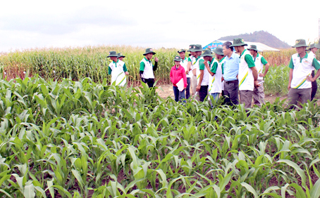 Đồng Nai là một trong những địa phương đầu tiên của cả nước triển khai trồng thử nghiệm giống bắp biến đổi gen có khả năng kháng sâu và chống chịu thuốc trừ cỏ.