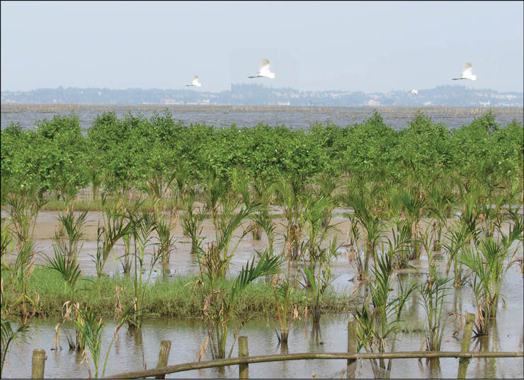 Đất ngập nước Tam Giang - Cầu Hai là nơi di trú của nhiều loài chim. Nguồn: internet