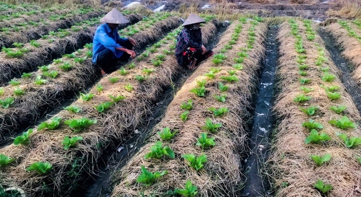 Hiện nay người dân trên địa bàn tỉnh Long An đã nhận thức rõ hơn về vai trò của việc trồng rau ứng dụng công nghệ cao hay theo tiêu chuẩn VietGap. (Ảnh minh họa. Nguồn ảnh: HM) 