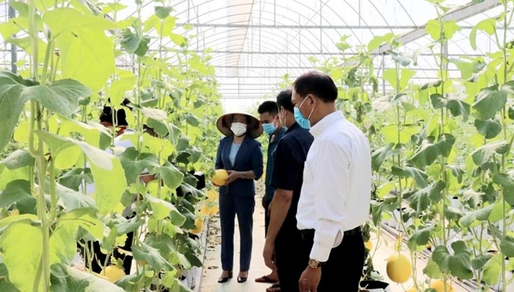 Một mô hình trồng dưa lưới hữu cơ theo hướng công nghệ cao ở Chúc Sơn (Chương Mỹ, Hà Nội) mang lại hiệu quả kinh tế cao (Nguồn: hanoimoi.com.vn) 