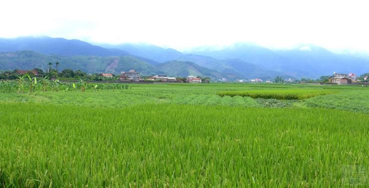 Lạng Sơn chú trọng phát triển cánh đồng mẫu lớn.