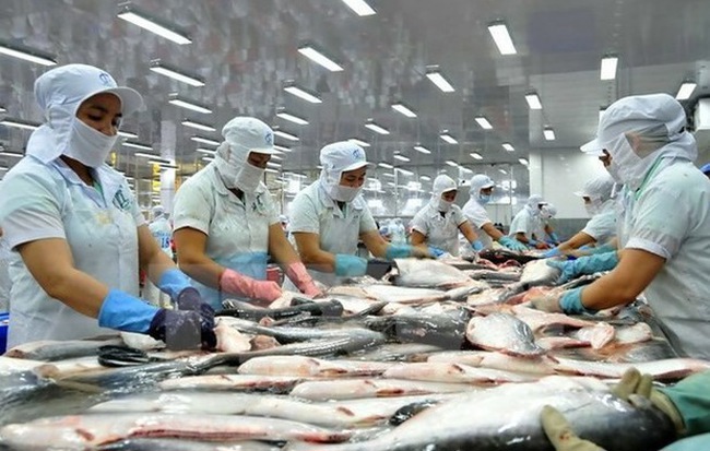 Cá basa được chế biến trước khi xuất khẩu tại một doanh nghiệp ở Việt Nam. Ảnh: Internet