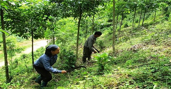 Chính sách hỗ trợ gạo từ nguồn DTQG cho nhân dân các địa phương để thực hiện công tác bảo vệ, phát triển rừng góp phần giúp nhân dân ổn định cuộc sống, yên tâm sản xuất. 