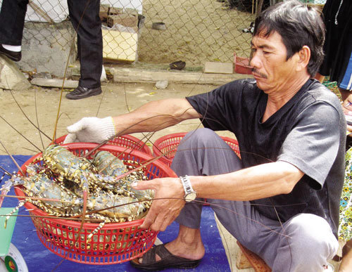 Nhiều hộ nuôi tôm hùm ở Phú Yên đang kém vui với mức giá bán giảm mạnh. 