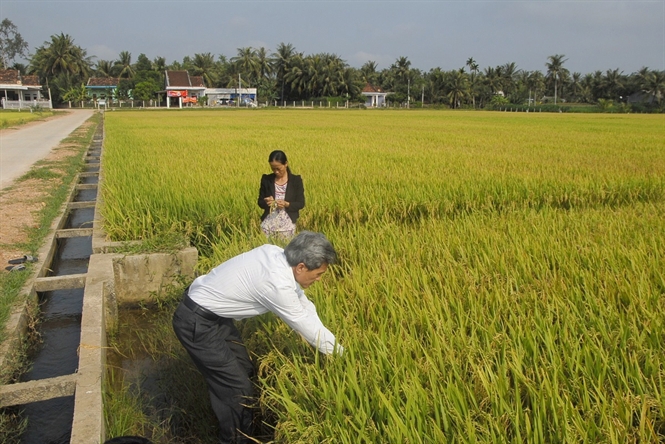 Nông dân ở thôn Mỹ Tho, xã Hoài Mỹ, huyện Hoài Nhơn thăm đồng lúa VietGAP.